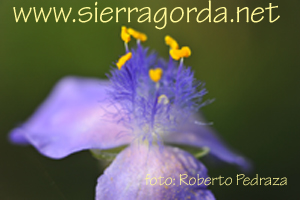 www.sierragorda.net