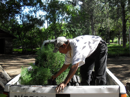 Entrega-de-plantas